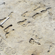 Footprints at the site